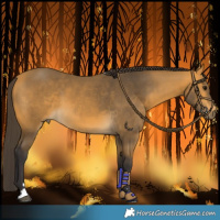 Horse Color:Buckskin 