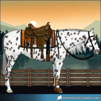 Horse Color:Liver Chestnut Appaloosa