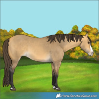Horse Color:Buckskin Dun Splash 