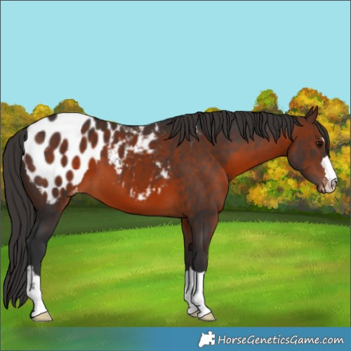 Horse Color:Brown Appaloosa 
