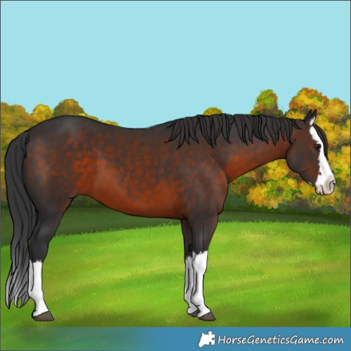 Horse Color:Brown Splash 