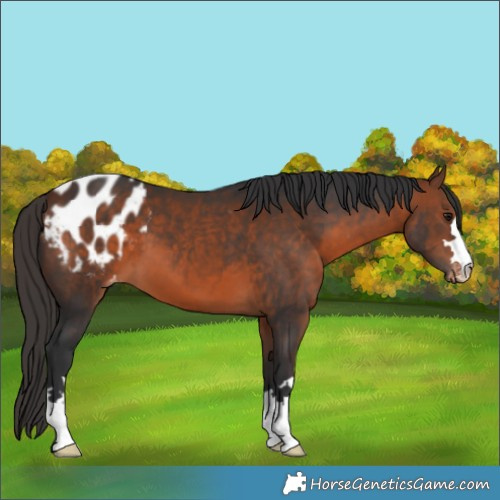 Horse Color:Bay Appaloosa