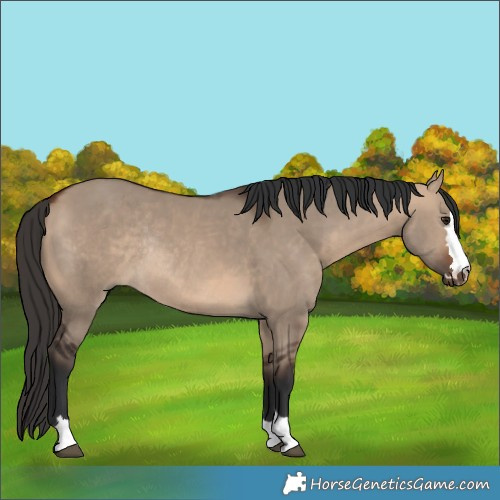 Horse Color:Bay Dun Rabicano 