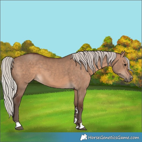 Horse Color:Silver Brown Dun