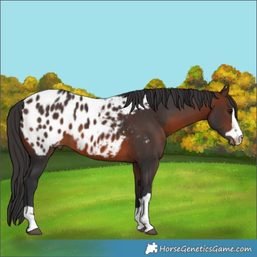 Horse Color:Brown Appaloosa