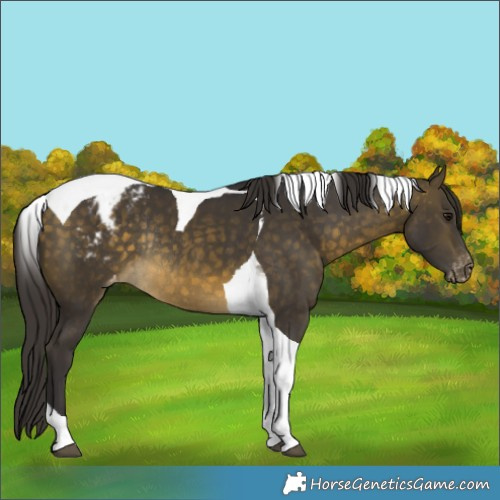 Horse Color:Buckskin Tobiano Appaloosa Rabicano 