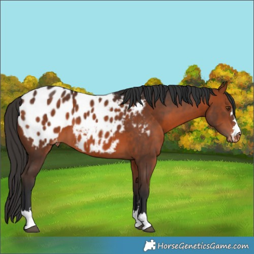 Horse Color:Bay Appaloosa 