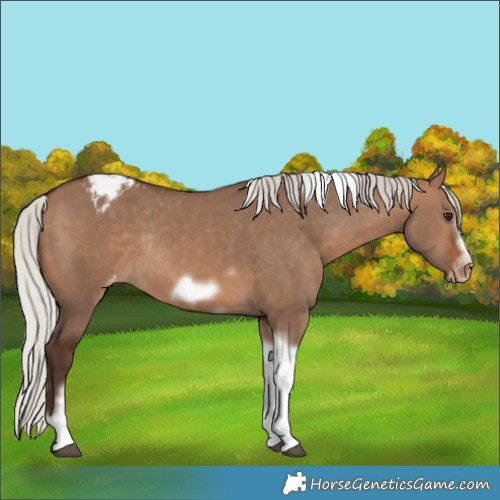 Horse Color:Silver Brown Dun Tobiano Frame Appaloosa Rabicano 