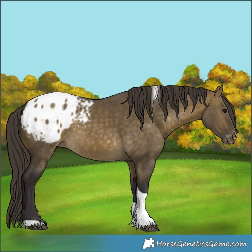 Horse Color:Buckskin Dun Tobiano Appaloosa 