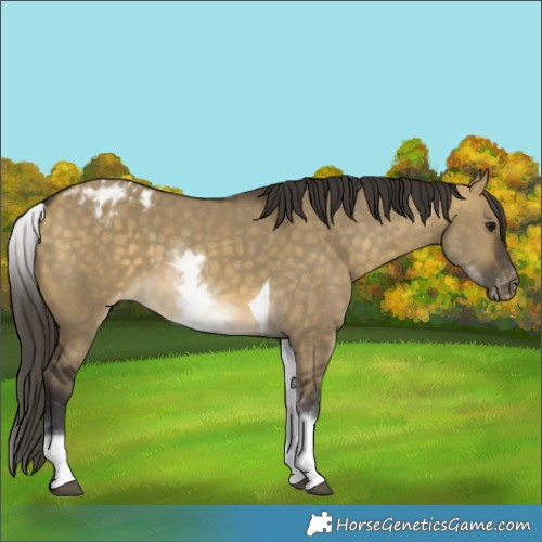 Horse Color:White Spotted Buckskin Dun Tobiano Appaloosa 