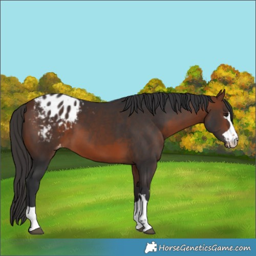 Horse Color:Bay Appaloosa 