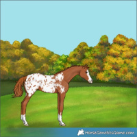 Horse Color:Chestnut Appaloosa