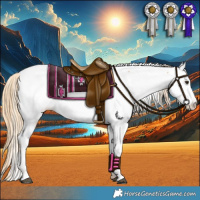 Horse Color:Chestnut Appaloosa 