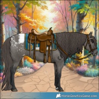 Horse Color:Grullo Appaloosa 
