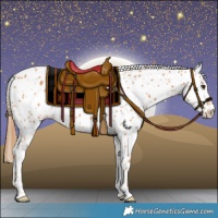 Horse Color:Chestnut Appaloosa 