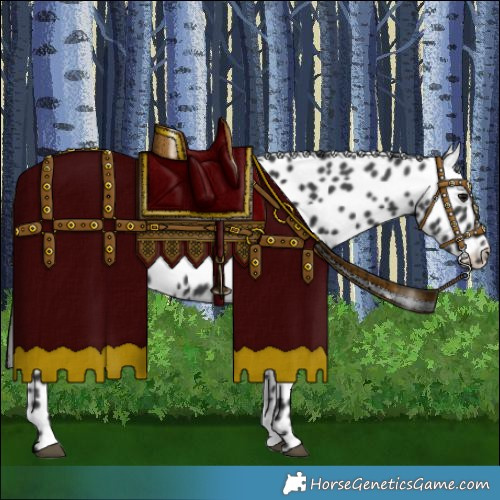 Horse Color:Black Appaloosa 