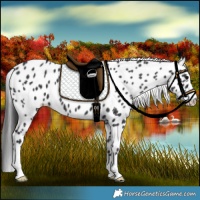 Horse Color:Black Appaloosa