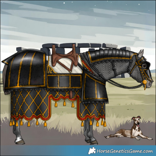 Horse Color:Grullo Appaloosa 