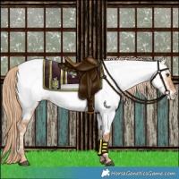 Horse Color:Red Dun Appaloosa