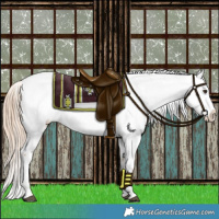 Horse Color:Red Dun Appaloosa 