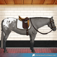 Horse Color:Grullo Appaloosa 