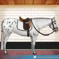 Horse Color:Grullo Appaloosa 