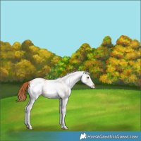 Horse Color:White Spotted Chestnut 