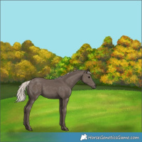 Horse Color:Silver Black 