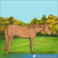 Horse Color:Chestnut Rabicano 