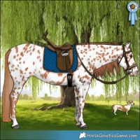 Horse Color:Chestnut Appaloosa