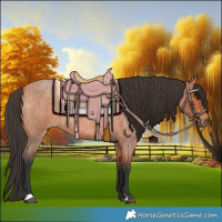 Horse Color:Bay Roan