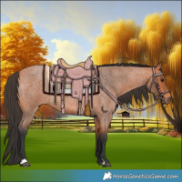 Horse Color:Bay Roan 