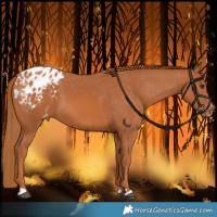 Horse Color:Chestnut Appaloosa 