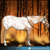Horse Color:Chestnut Appaloosa