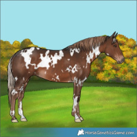 Horse Color:White Spotted Liver Chestnut 