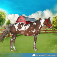 Horse Color:White Spotted Liver Chestnut 