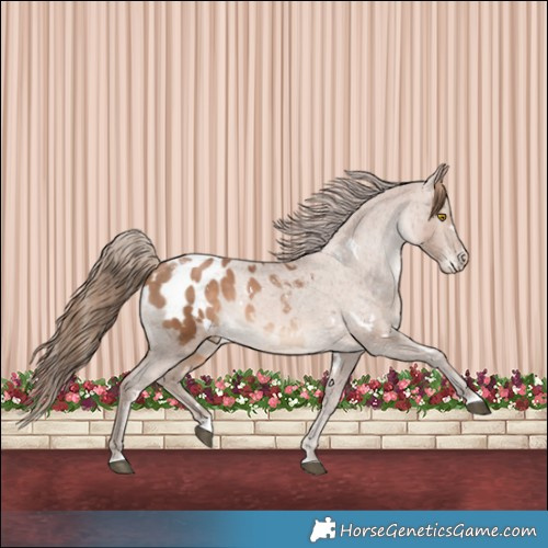 Horse Color:White Spotted Brown Pearl Appaloosa 