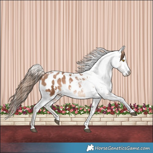 Horse Color:White Spotted Brown Pearl Appaloosa 