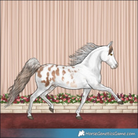 Horse Color:White Spotted Brown Pearl Appaloosa