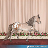 Horse Color:White Spotted Brown Pearl Appaloosa 
