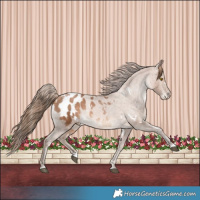 Horse Color:White Spotted Brown Pearl Appaloosa 