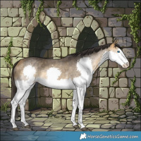 Horse Color:Buckskin Sabino Splash Rabicano 