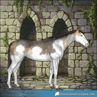 Horse Color:Buckskin Sabino Splash Rabicano 