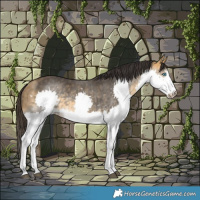 Horse Color:Buckskin Sabino Splash Rabicano