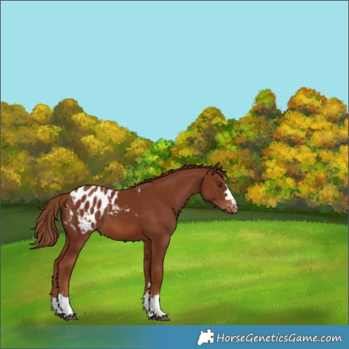 Horse Color:Chestnut Appaloosa 