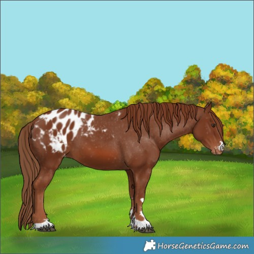 Horse Color:Chestnut Appaloosa 