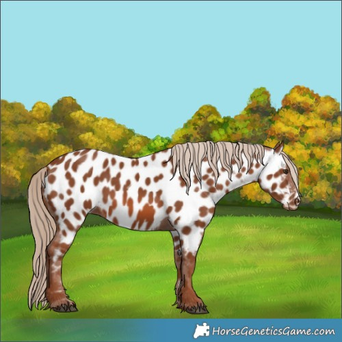 Horse Color:Chestnut Appaloosa 