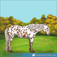 Horse Color:Chestnut Near Leopard 
