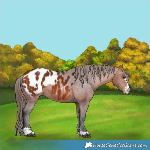 Horse Color:Bay Appaloosa 