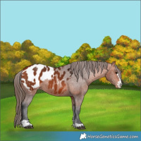 Horse Color:Bay Appaloosa